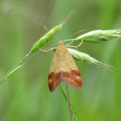 Pyrausta semirubralis