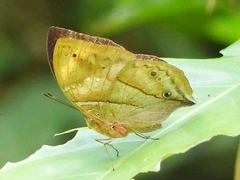 Kallimoides rumia jadyae