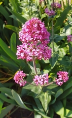 Centranthus ruber