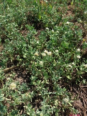 Trifolium alexandrinum