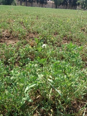 Trifolium alexandrinum