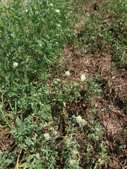 Trifolium alexandrinum