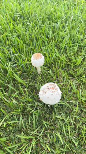 Green-spored Parasol