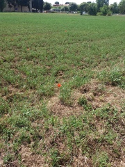 Trifolium alexandrinum