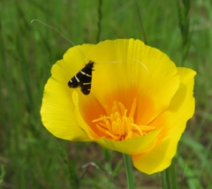 Adela trigrapha