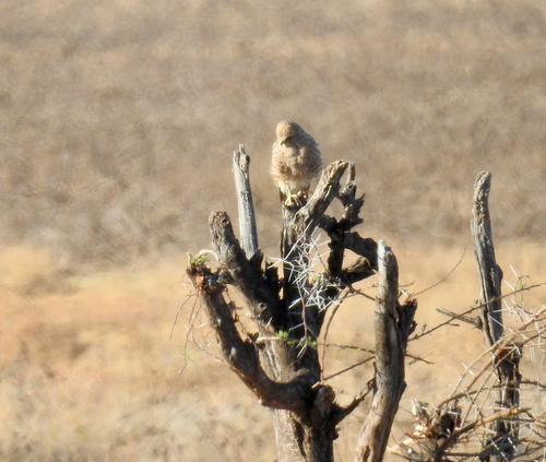 iNaturalist image