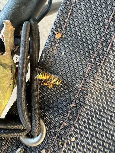 Southern Yellowjacket