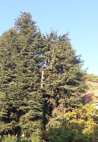 Lebanon cedar