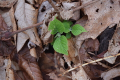 Hydrangea radiata