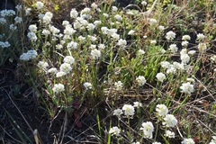 Noccaea cochleariformis