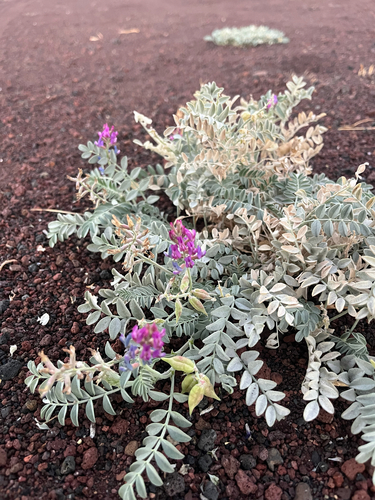 Astragalus lentiginosus observed 2026-10-06