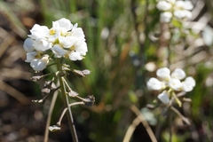 Noccaea cochleariformis