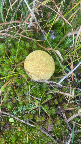 common earthball