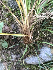 Carex umbrosa