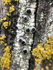 Pseudothelomma occidentale