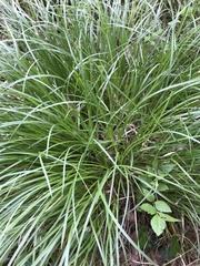 Carex umbrosa
