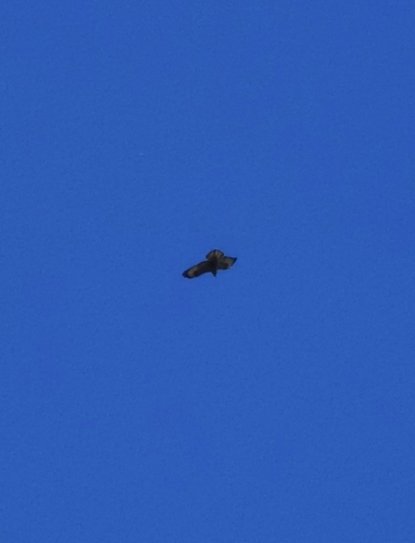 Common Buzzard