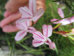 Disa gladioliflora gladioliflora