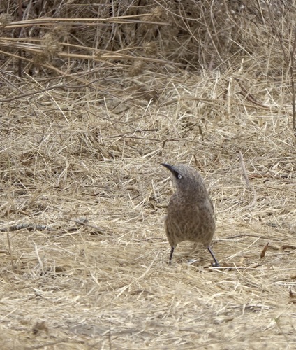 iNaturalist image