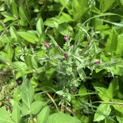 Centaurium japonicum