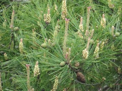Pinus densiflora