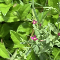 Centaurium japonicum