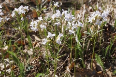 Cardamine trifida