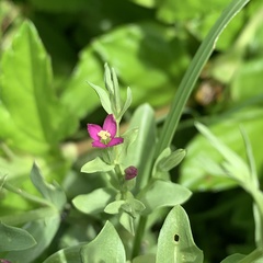 Centaurium japonicum