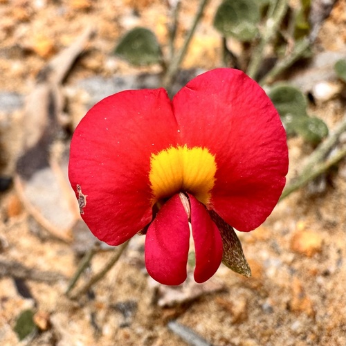 Chorizema rhombeum, 2026-10-04