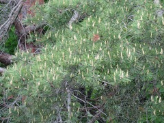 Pinus densiflora