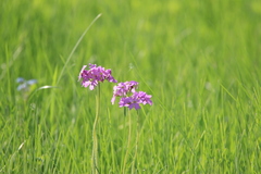 Primula cortusoides