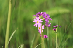 Primula cortusoides