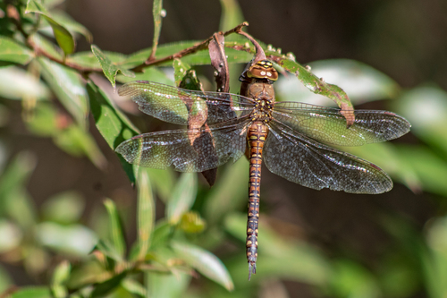 Migrant Hawker