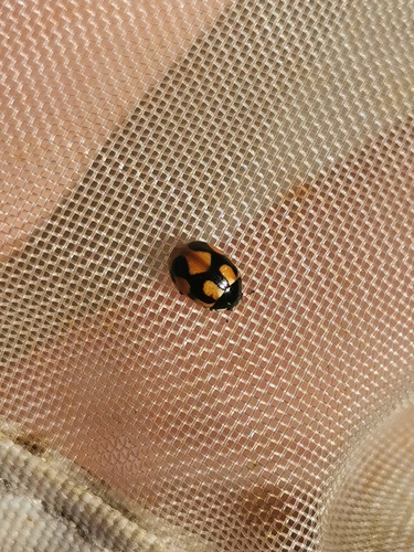 Hieroglyphic Lady Beetle