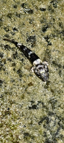 Bathygobius cocosensis observed 2026-10-07