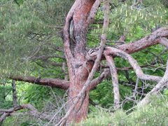 Pinus densiflora