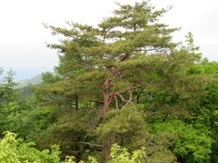 Pinus densiflora