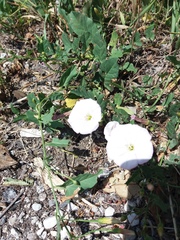 Convolvulus arvensis