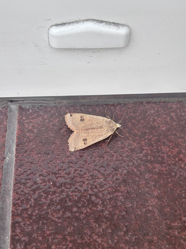 Large Yellow Underwing