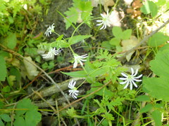 Stellaria nemorum