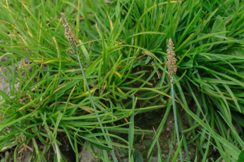 Alopecurus geniculatus observed 2026-10-04