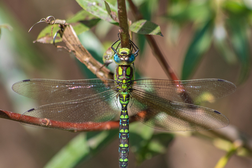 Southern Hawker