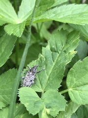 Asproparthenis punctiventris