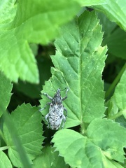 Asproparthenis punctiventris