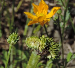 Ranunculus macranthus
