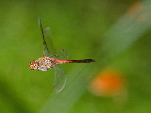 Common Darter