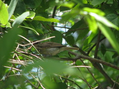 Vireo magister