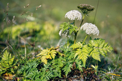 Conioselinum chinense