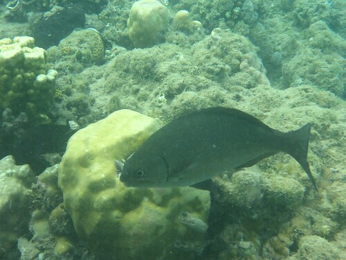 Kyphosus bigibbus observed 2026-10-06