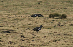 Bostrychia carunculata